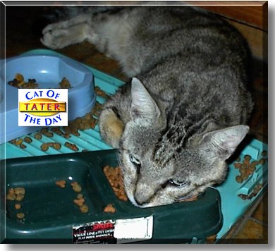 Tater, the Cat of the Day