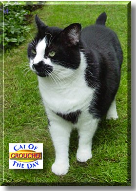 Groucho, the Cat of the Day
