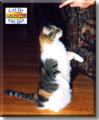 Galinette, the Cat of the Day