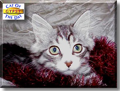 Gypsy, the Cat of the Day