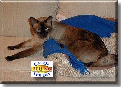 Beijing, the Cat of the Day