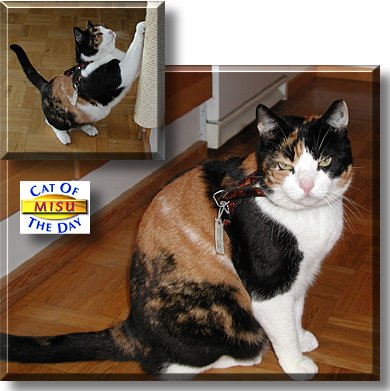 Misu, the Cat of the Day