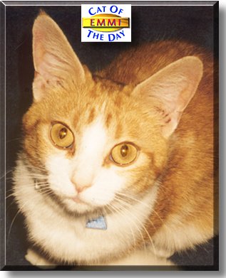 Emmi, the Cat of the Day