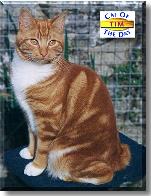 Tim, the Cat of the Day