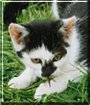 Gizmo