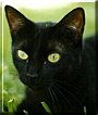 Nightshade