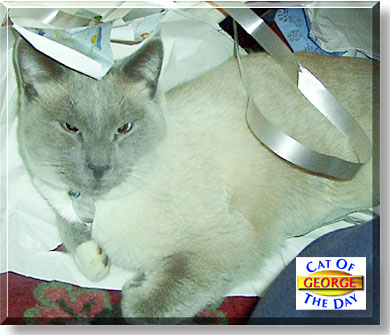 George, the Cat of the Day