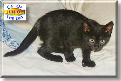 Junior, the Cat of the Day