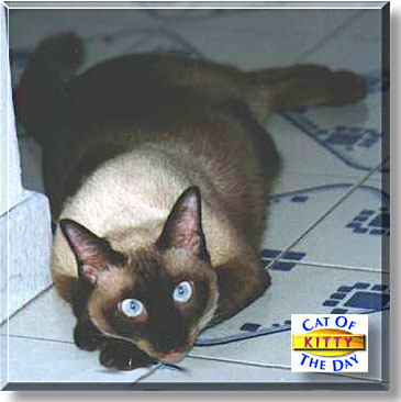 Kitty, the Cat of the Day