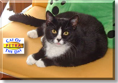 Petra, the Cat of the Day