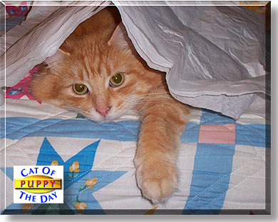 Puppy, the Cat of the Day