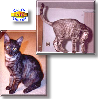 Kato, the Cat of the Day