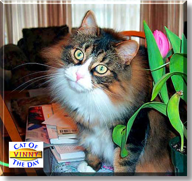 Vinny, the Cat of the Day