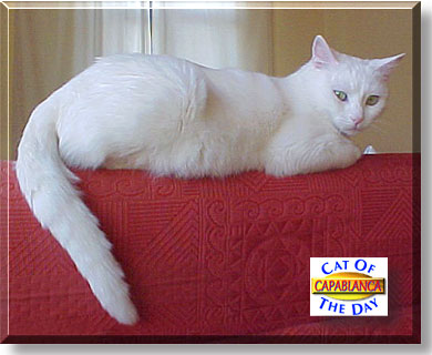 Capablanca, the Cat of the Day