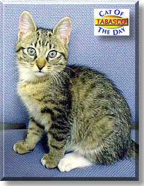 Tabasco, the Cat of the Day
