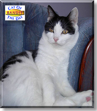 Bandit, the Cat of the Day