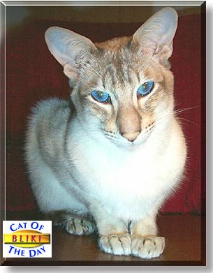 Bliki, the Cat of the Day