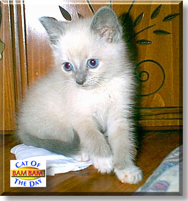 Bam Bam, the Cat of the Day