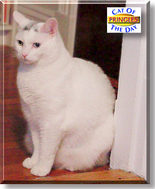 Pringles, the Cat of the Day