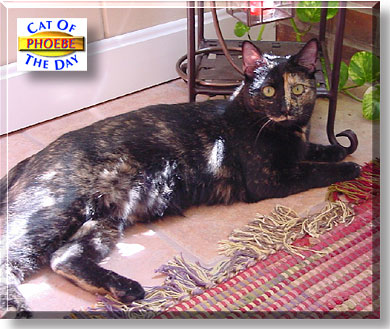Phoebe, the Cat of the Day