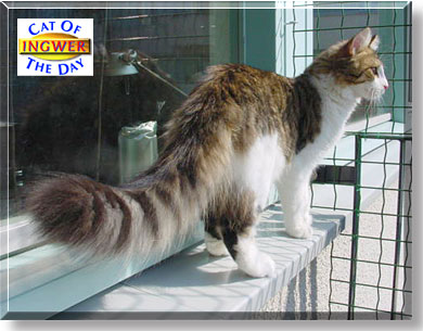 Ingwer, the Cat of the Day