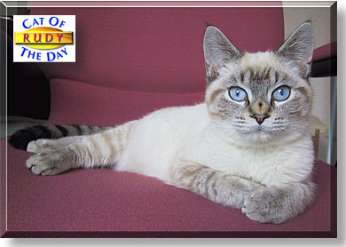 Rudy, the Cat of the Day