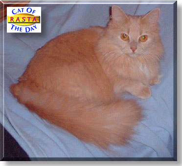 ARastaCat, the Cat of the Day