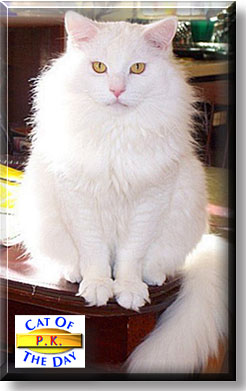 P.K. (Pretty-Kitty), the Cat of the Day