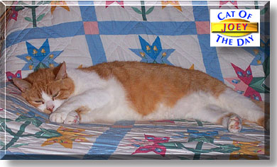 Joey, the Cat of the Day