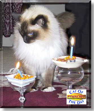 Pywacket, the Cat of the Day