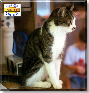 Molly, the Cat of the Day
