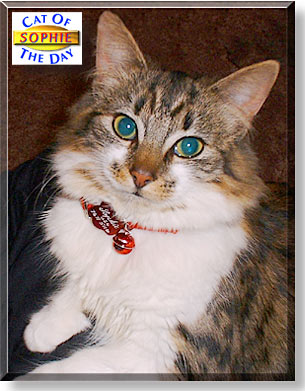 Sophie, the Cat of the Day