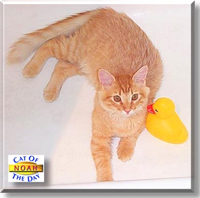 Noah, the Cat of the Day