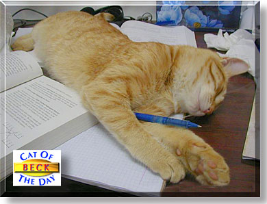 Beck, the Cat of the Day