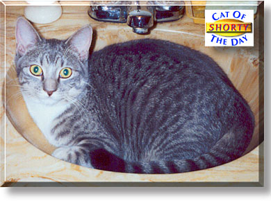 Shorty, the Cat of the Day