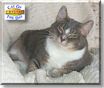 Crystal, the Cat of the Day