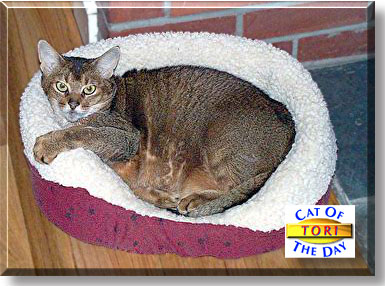 Victoria (Tori), the Cat of the Day
