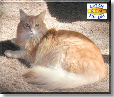 Rom, the Cat of the Day