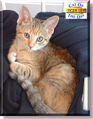 Tiger Lily, the Cat of the Day
