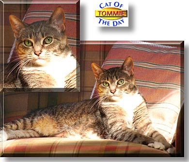 Tommie, the Cat of the Day