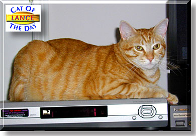 Lance, the Cat of the Day