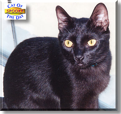 Spooky, the Cat of the Day