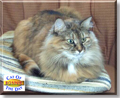 Bonnie, the Cat of the Day