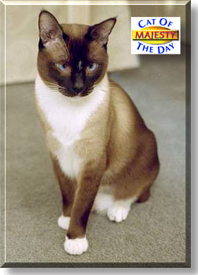 Majesty, the Cat of the Day