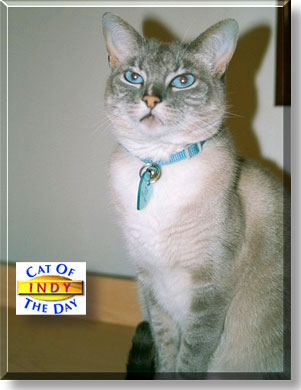 Indiana Jones, the Cat of the Day