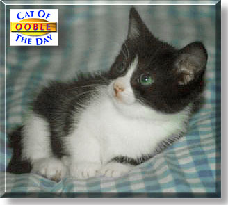 Ooble, the Cat of the Day