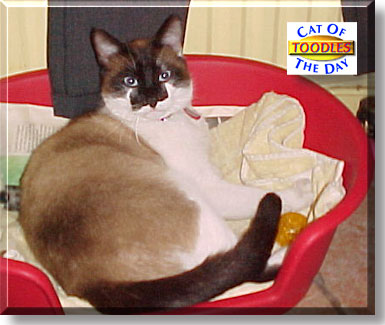 Toodles O'Donnell Boland, the Cat of the Day