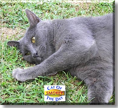 Smokey, the Cat of the Day