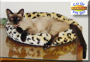 Chocolatte, the Cat of the Day