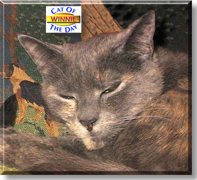 Winnie the Pooh, the Cat of the Day